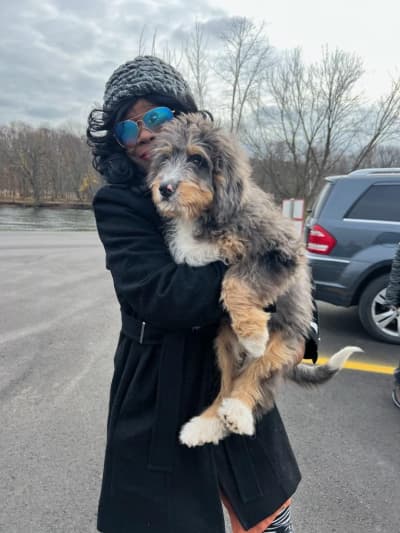 Lukas, a Bernedoodle, Mini puppy from Pawrade