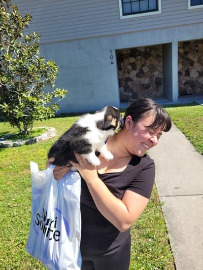 Nitro, a Corgi, Pembroke Welsh puppy from Pawrade