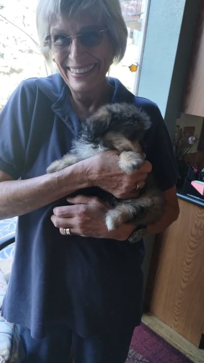 Cherie, a Poma-Poo - Pomapoo puppy from Pawrade