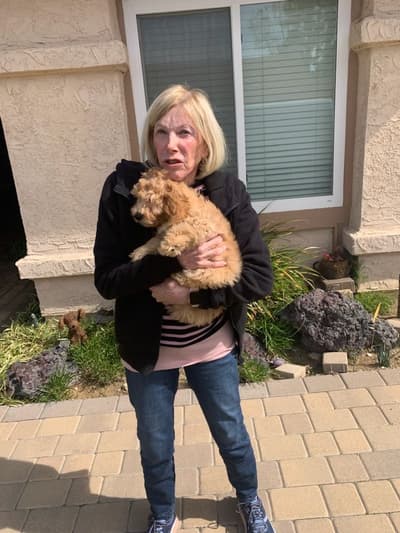 Armond, a Goldendoodle, Mini puppy from Pawrade