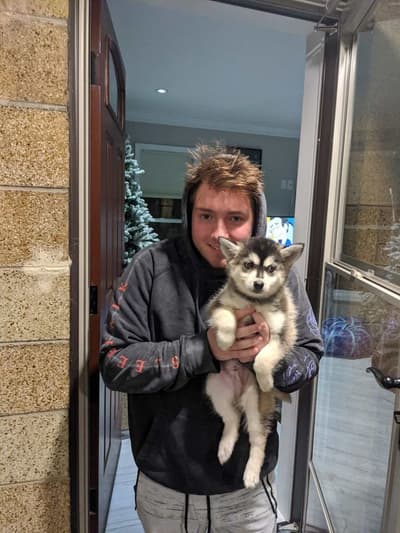 Thorin, a Pomsky puppy from Pawrade