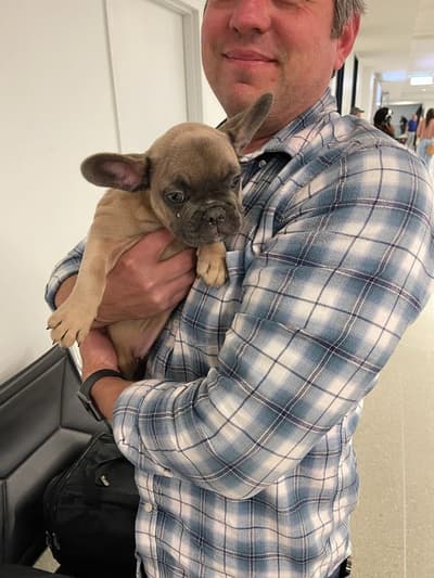 Bea, a French Bulldog puppy from Pawrade