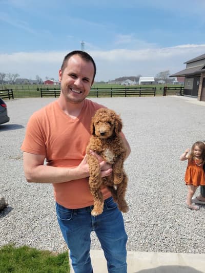 Ruger, a Goldendoodle, Mini puppy from Pawrade