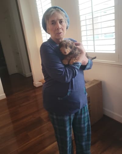 Sanders, a Dachshund, Mini puppy from Pawrade