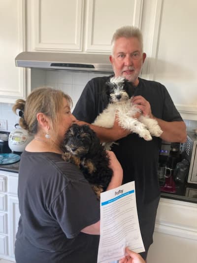Pavel, a Schnoodle puppy from Pawrade