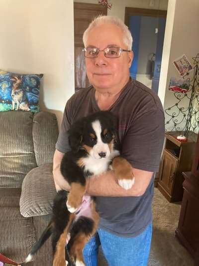 Asher, a Bernese Mountain Dog puppy from Pawrade