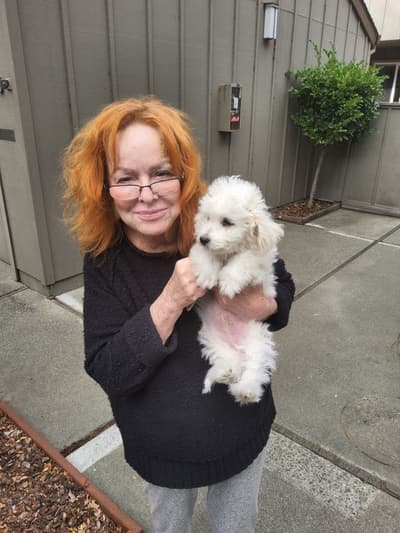 Calvin, a Bichon Frise puppy from Pawrade