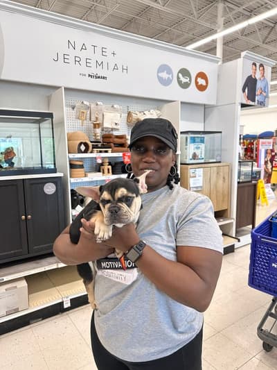 Smalls, a French Bulldog puppy from Pawrade