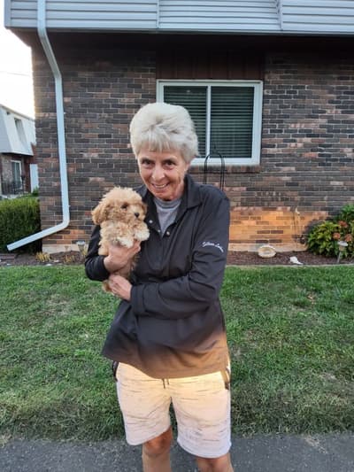 Lola, a Poodle, Miniature puppy from Pawrade