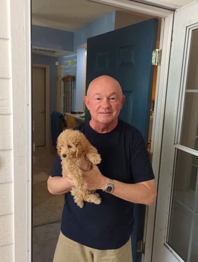Naomi, a Poodle, Miniature puppy from Pawrade