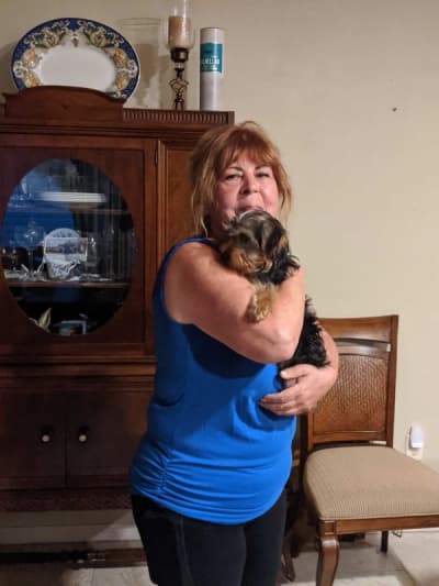 Bernard, a Yorkshire Terrier - Yorkie puppy from Pawrade