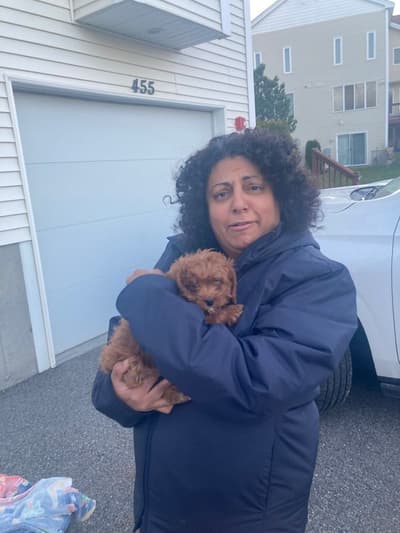 Atlas, a Cavapoo puppy from Pawrade