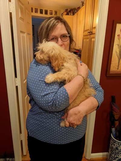 Alvin, a Cavapoo puppy from Pawrade