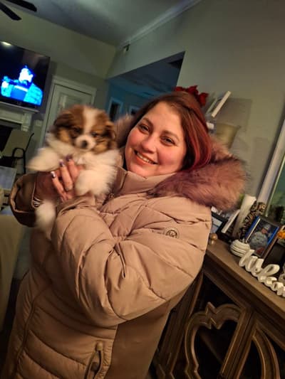 Kelsey, a Pomeranian puppy from Pawrade