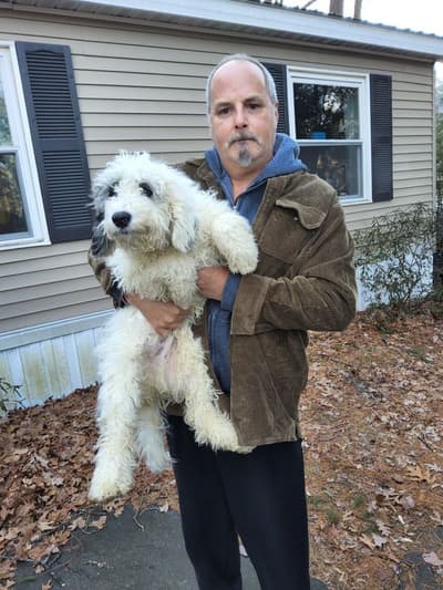 Darren, a Bernedoodle, Mini puppy from Pawrade