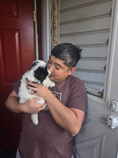Kaylee, a Shih Tzu puppy from Pawrade