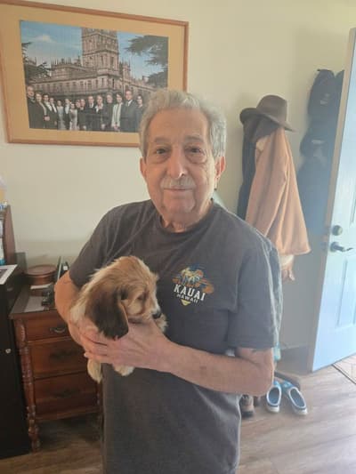 Gordy, a Dachshund, Wire puppy from Pawrade