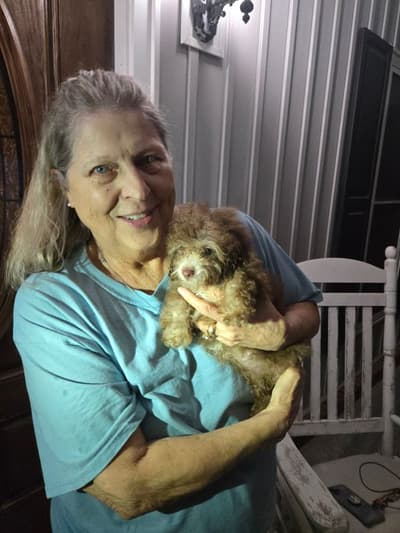 Nonna, a Poodle, Toy puppy from Pawrade
