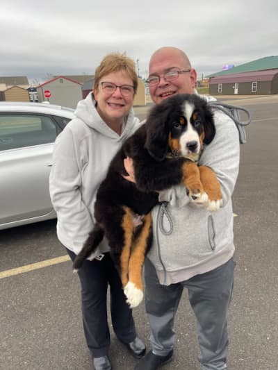 Prince, a Bernese Mountain Dog puppy from Pawrade