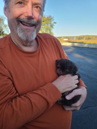 Maisey, a Shih Tzu puppy from Pawrade