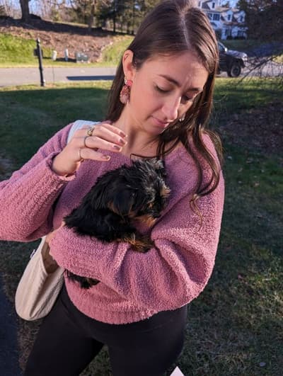 Chipper, a Yorkshire Terrier - Yorkie puppy from Pawrade
