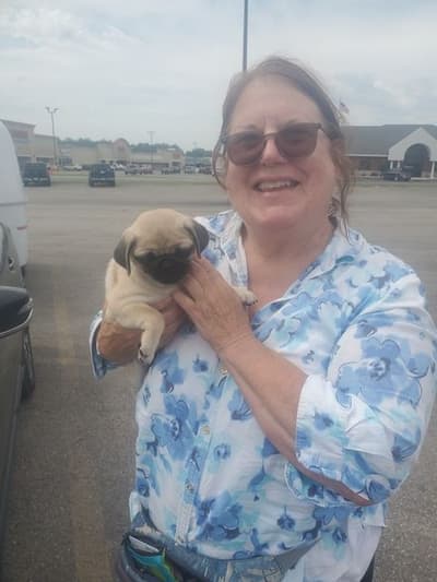 Annabell, a Pug puppy from Pawrade