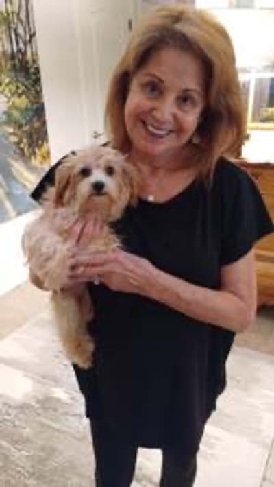 Cabaret, a Malti Poo - Maltipoo puppy from Pawrade