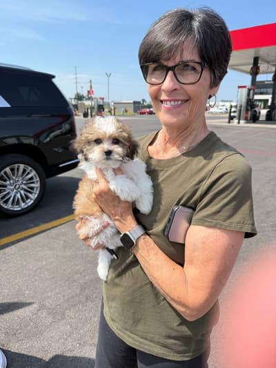 Emily, a Shichon puppy from Pawrade