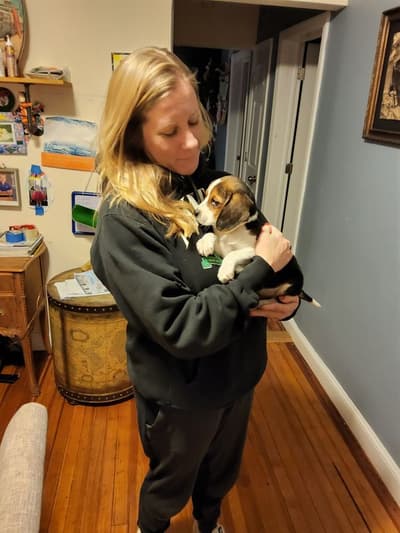 Palmer, a Beagle puppy from Pawrade