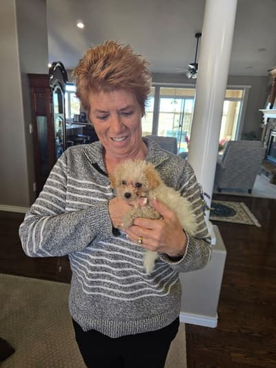 Bennett, a Bich-Poo - Bichpoo puppy from Pawrade