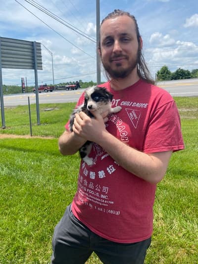 Breezy, a Miniature Australian Shepherd puppy from Pawrade