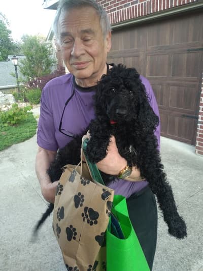 Santana, a Poodle, Standard puppy from Pawrade