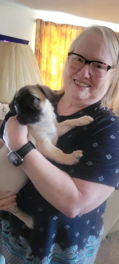 Daniel, a Pug puppy from Pawrade