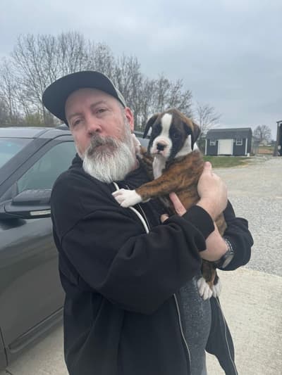 Landon, a Boxer puppy from Pawrade