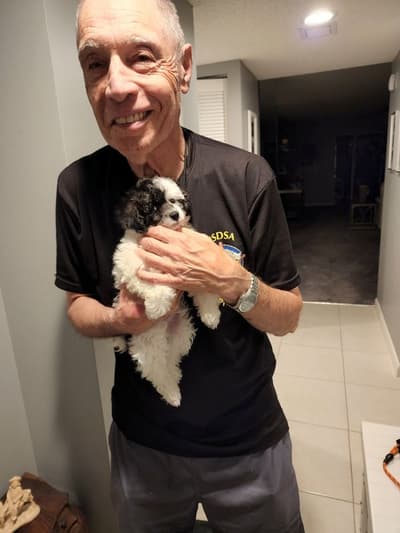Sid, a Poodle, Toy puppy from Pawrade