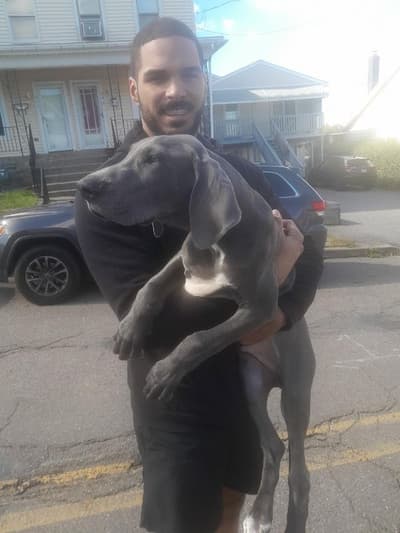 Moe, a Great Dane puppy from Pawrade