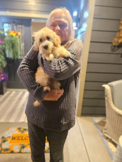 Adara, a Malti Poo - Maltipoo puppy from Pawrade
