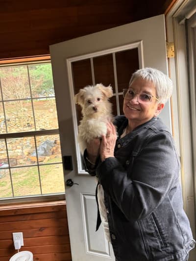 Zinnia, a Havanese puppy from Pawrade