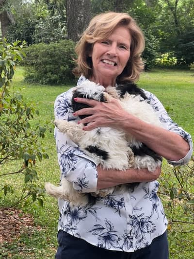 Geoff, a Shih-Poo - Shihpoo puppy from Pawrade