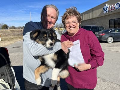 Parker, a Australian Shepherd puppy from Pawrade