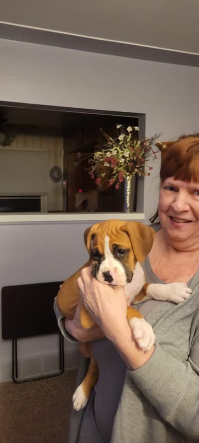 Liza, a Boxer puppy from Pawrade