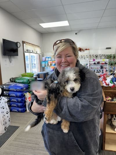 Cece, a Bernedoodle, Mini puppy from Pawrade