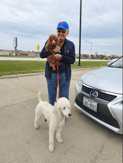 Tom, a Poodle, Miniature puppy from Pawrade