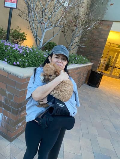Cyrus, a Cavapoo puppy from Pawrade