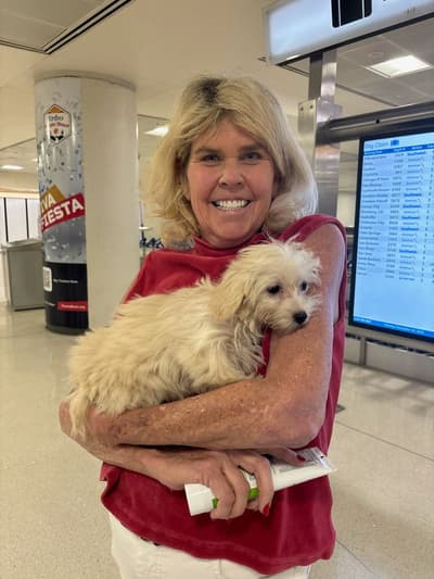 Robyn, a Malti Poo - Maltipoo puppy from Pawrade