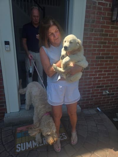Wesson, a English Golden Retriever puppy from Pawrade