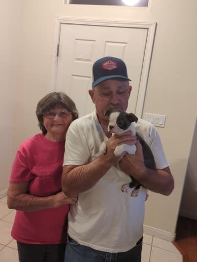 Idina, a Boston Terrier puppy from Pawrade