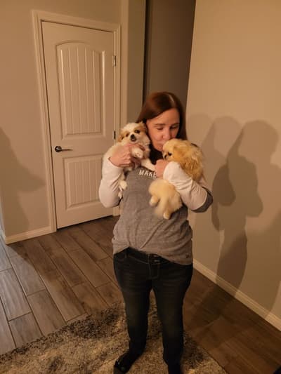 Brandy, a Pekingese puppy from Pawrade
