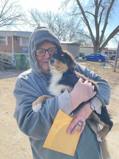 Tiny, a Australian Shepherd puppy from Pawrade