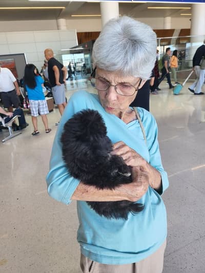 Rowan, a Poodle, Toy puppy from Pawrade